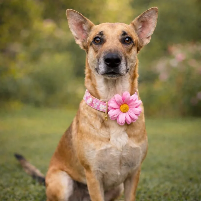 An adult medium-sized female German Shepherd Dog dog named Canela Gs for adoption in Allen, TX