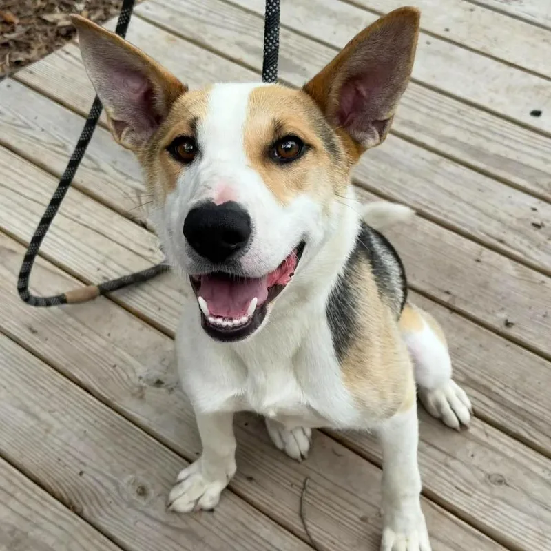 An adult medium-sized male Tricolor (Brown, Black, & White) Shepherd dog named Phineaus for adoption in Beulaville, NC