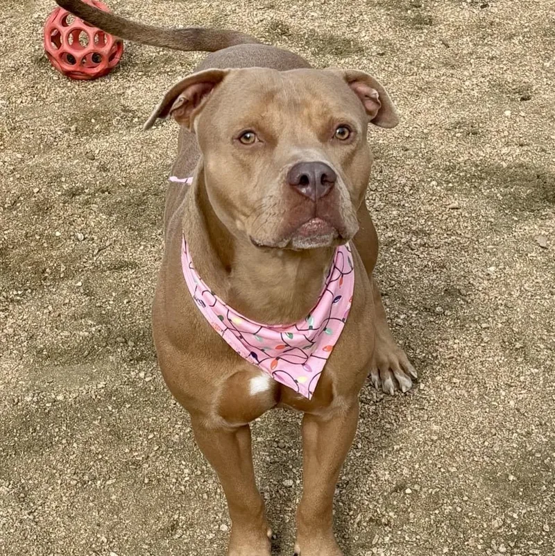 Hank William Jr. thumbnail 2