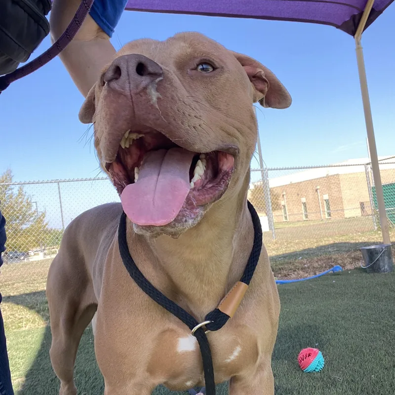 Hank William Jr. thumbnail 3