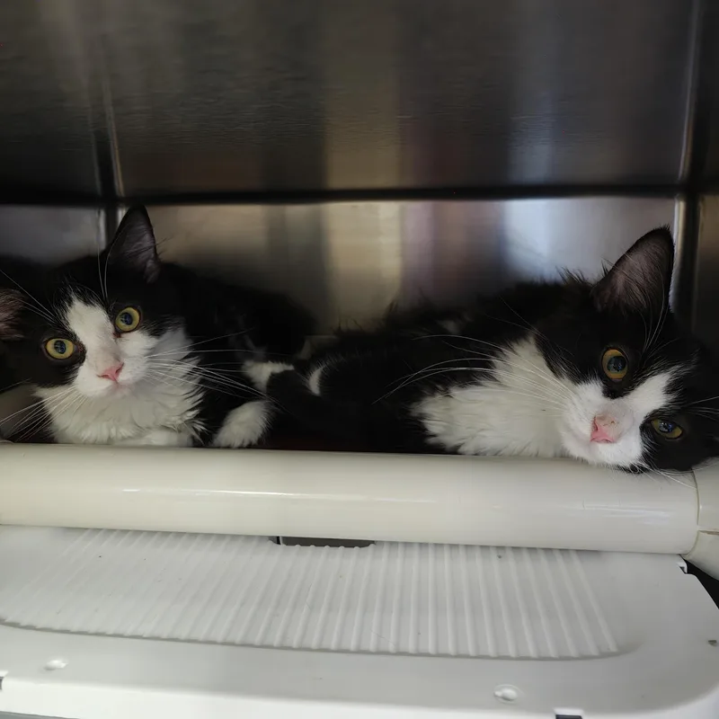 A baby medium-sized female Black Domestic Medium Hair cat named Eggplant for adoption in Oconto, WI