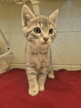 A young small-sized female Domestic Short Hair cat named Ghost Pepper for adoption in Columbus, IN