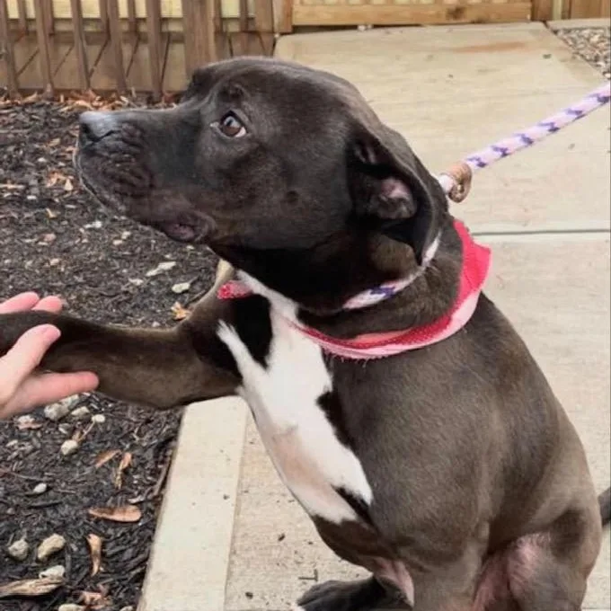 A senior medium-sized female Labrador Retriever dog named Daytona for adoption in Roswell, GA