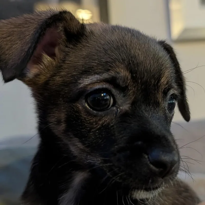 A baby small-sized female Chihuahua dog named Nova for adoption in Sacramento, CA