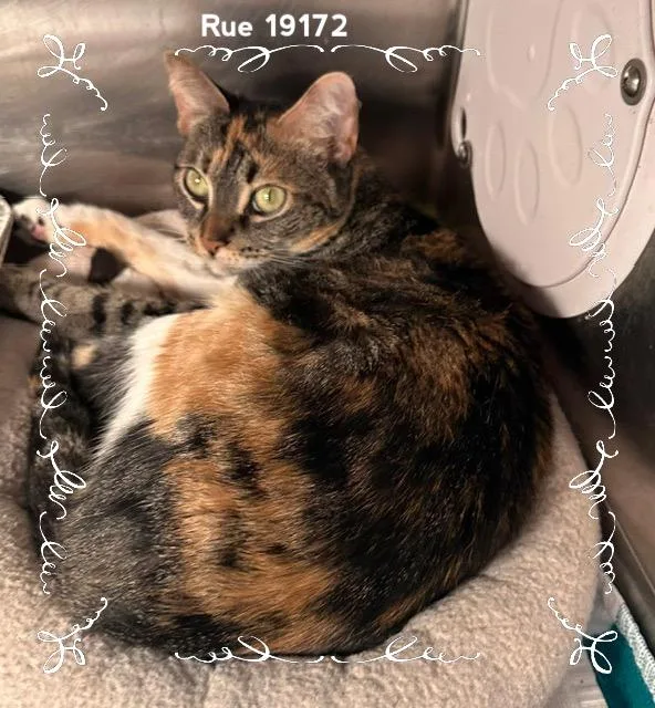 An adult medium-sized female Calico Domestic Short Hair cat named Rue for adoption in Marietta, GA