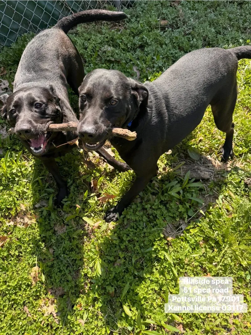 A young medium-sized male Black Labrador Retriever dog named Parker & Princess for adoption in Pottsville, PA