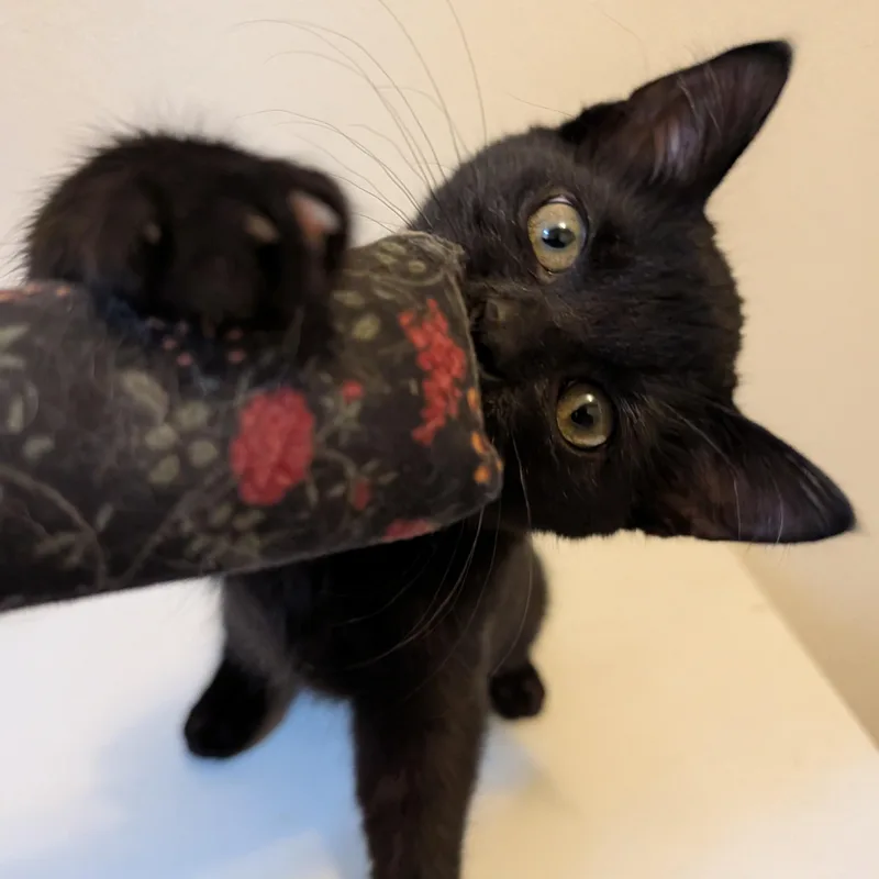 A baby small-sized female Domestic Short Hair cat named Mango for adoption in Manistique, MI