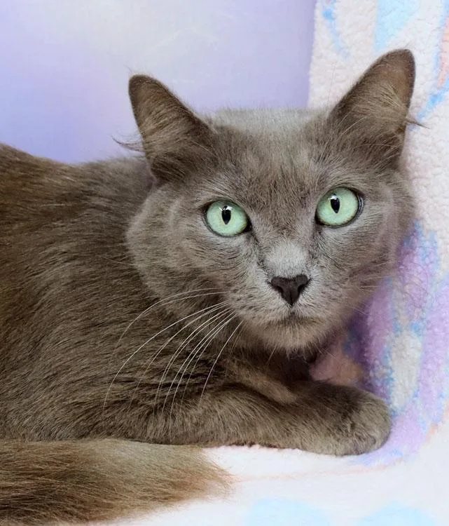 An adult medium-sized female Gray / Blue / Silver Domestic Medium Hair cat named Delilah for adoption in Saint Pete Beach, FL