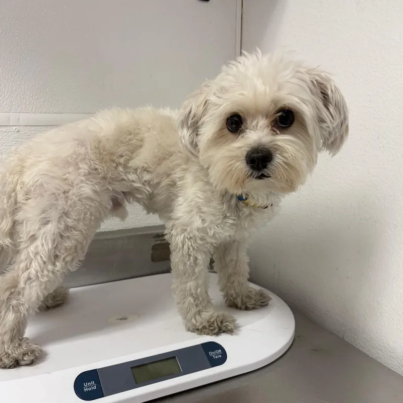 An adult small-sized male White / Cream Poodle dog named No for adoption in Henderson, NV