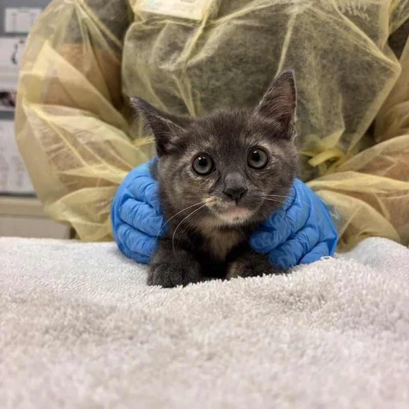 A baby small-sized female Tortoiseshell Domestic Short Hair cat named Ginger for adoption in Murray, UT