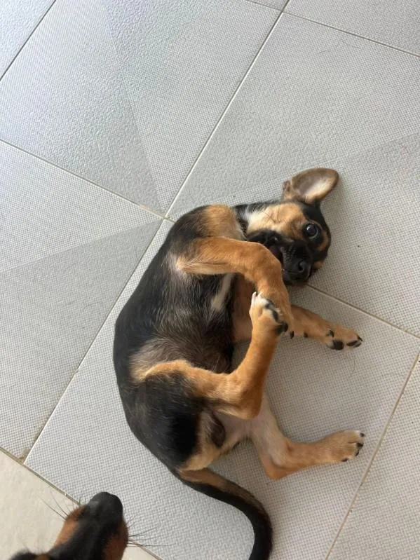 A baby small-sized male Dachshund dog named Fluffernutter for adoption in Orlando, FL