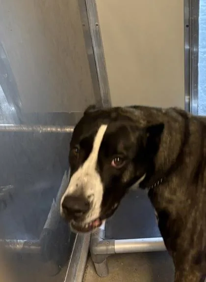 An adult large-sized female Mixed Breed dog named London for adoption in West Chester, PA