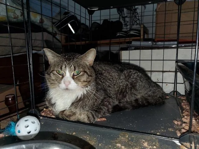 A young medium-sized male Domestic Short Hair cat named Rascal for adoption in Fort Oglethorpe, GA