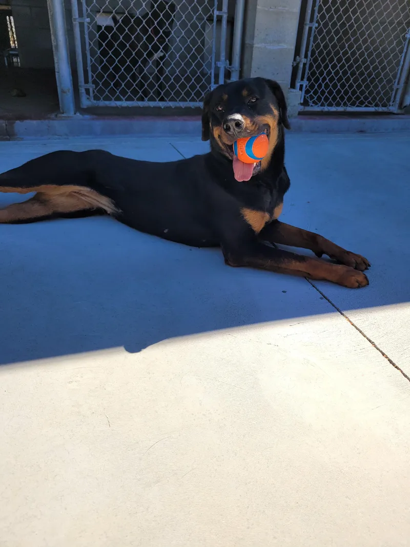 A young medium-sized female Rottweiler dog named Xena for adoption in North Attleboro, MA
