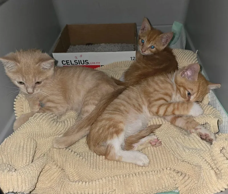 A baby medium-sized female Orange / Red Domestic Short Hair cat named Gaggle of orange kits for adoption in Providence Forge, VA