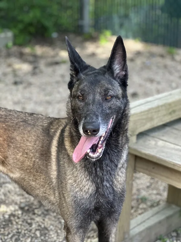 An adult medium-sized female Belgian Shepherd / Malinois dog named Jesi for adoption in Tinton Falls, NJ
