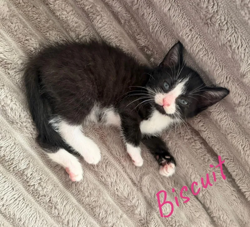 Biscuit thumbnail 2
