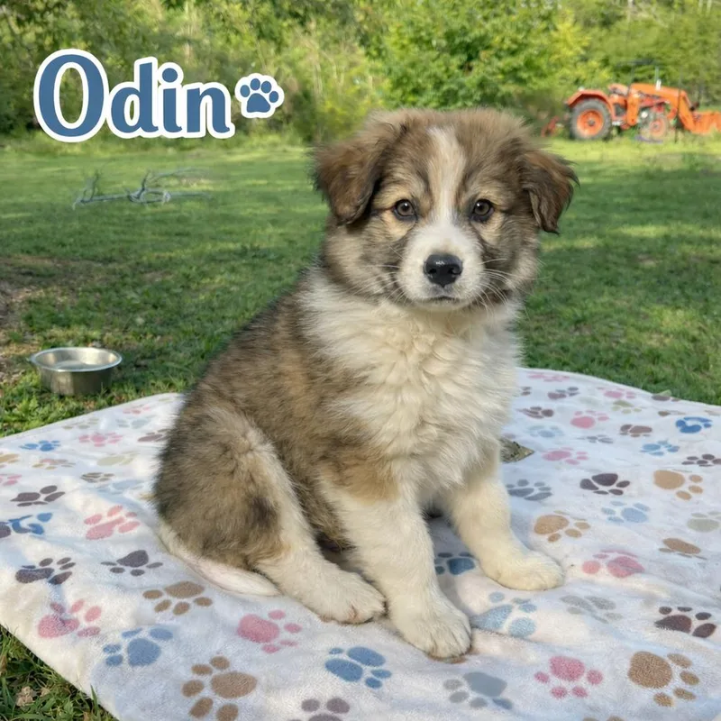 Odin  Fluff Brothers thumbnail 2