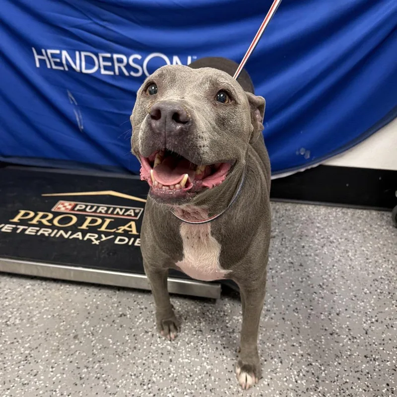 A senior medium-sized female Gray / Blue / Silver Pit Bull Terrier dog named Chyna for adoption in Henderson, NV