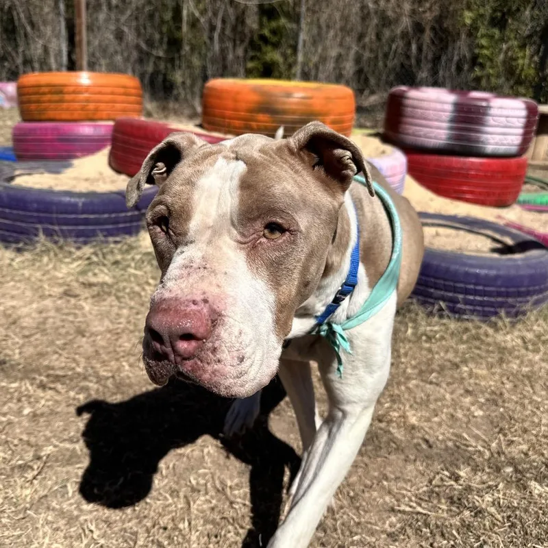 Turkey Meatball thumbnail 2