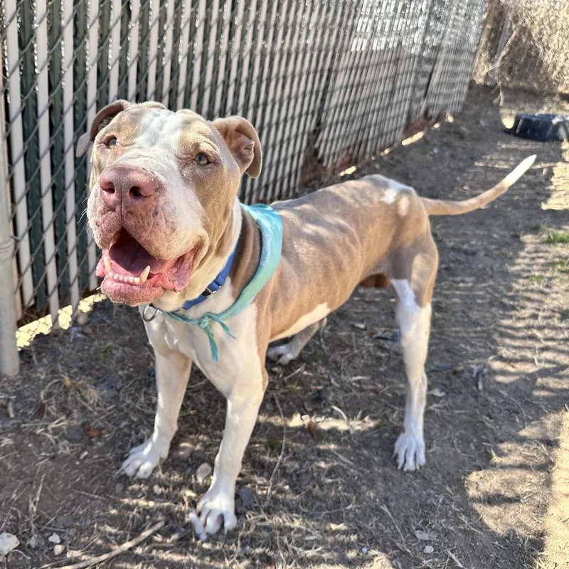 Turkey Meatball thumbnail 3