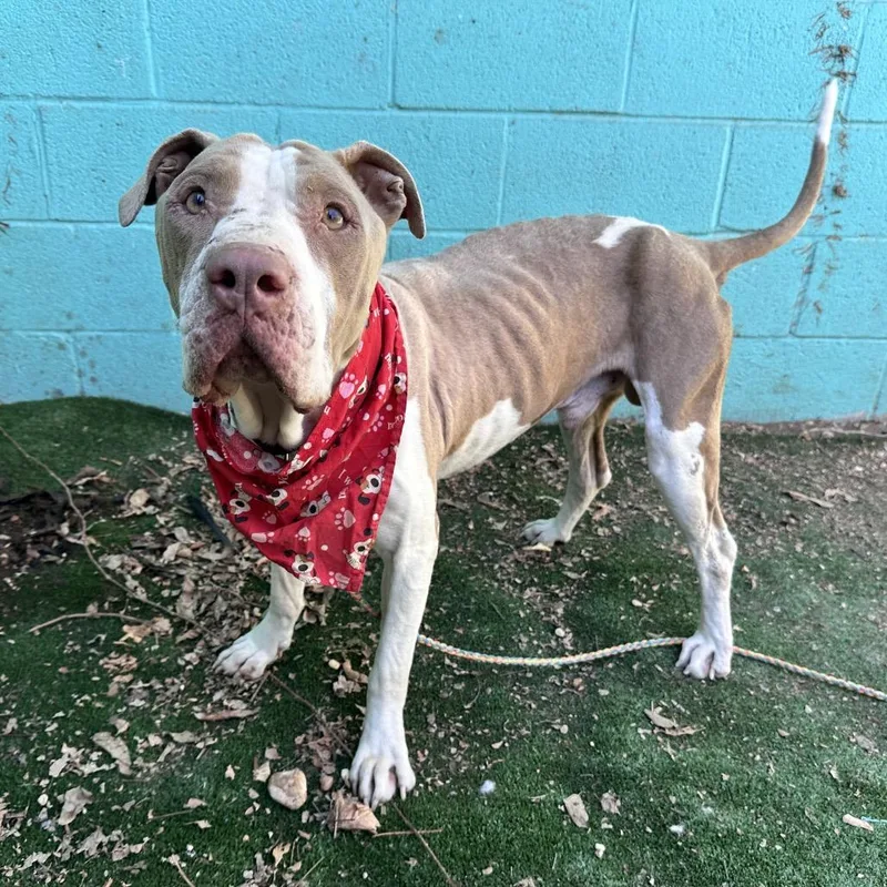 Turkey Meatball thumbnail 4