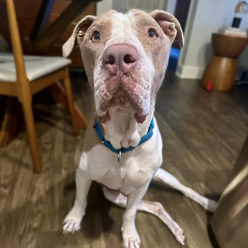 Turkey Meatball thumbnail 5