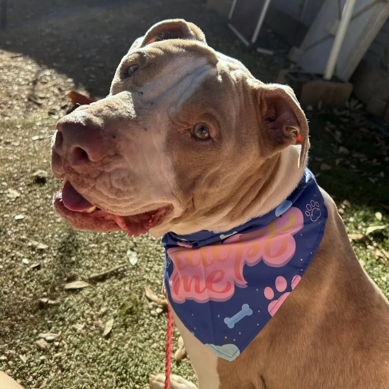 Turkey Meatball thumbnail 6