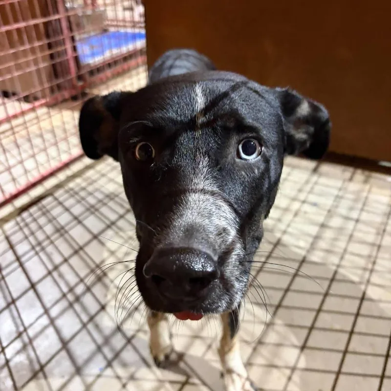 A young medium-sized male Sheep Dog dog named Jax for adoption in Madill, OK