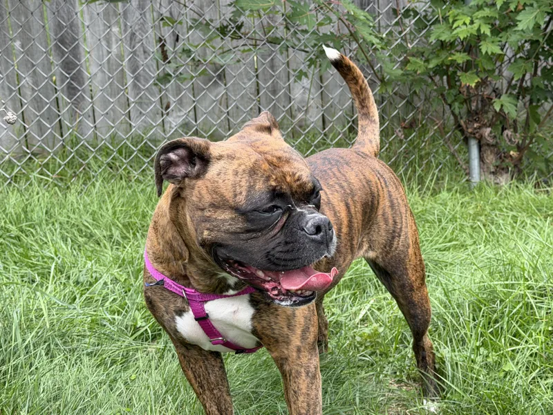 An adult medium-sized female Boxer dog named Sadie for adoption in Jamesville, NY