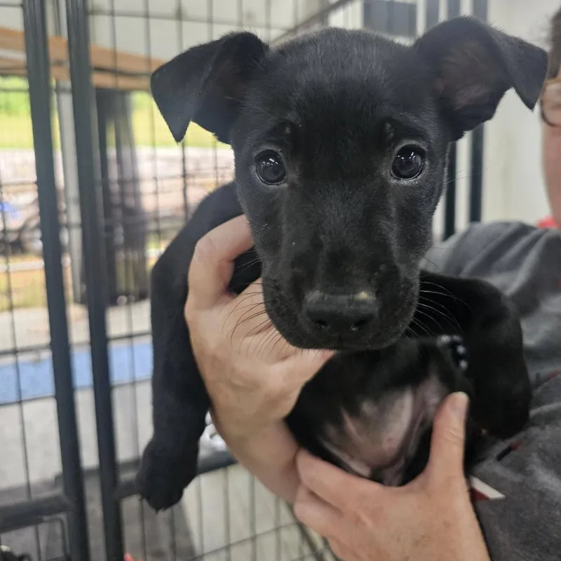A baby small-sized female Black Mixed Breed dog named Liberty "libbie" for adoption in Pulaski, TN