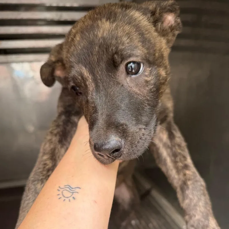 A young medium-sized male Brindle Mixed Breed dog named Hiccup for adoption in Valley, AL
