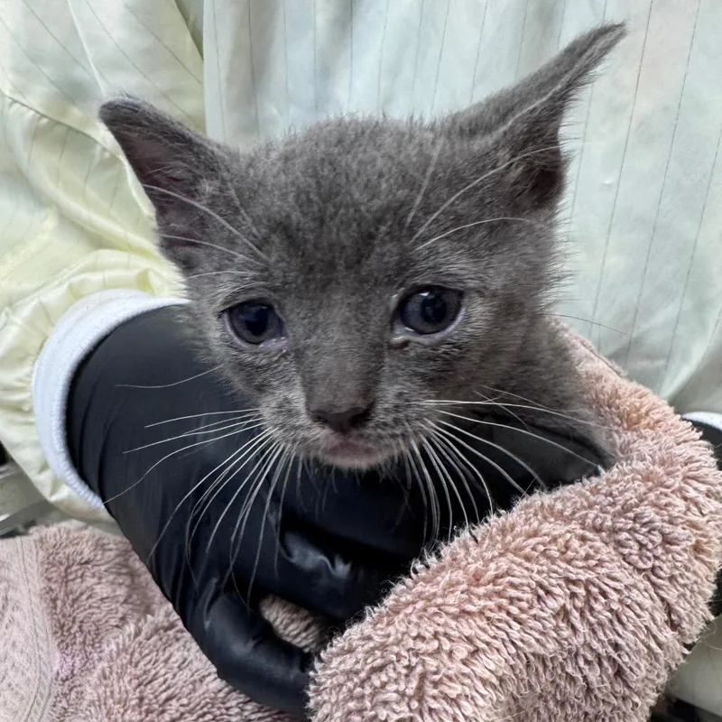A baby small-sized female Gray / Blue / Silver Domestic Short Hair cat named Sushi Jr. for adoption in Winston-Salem, NC