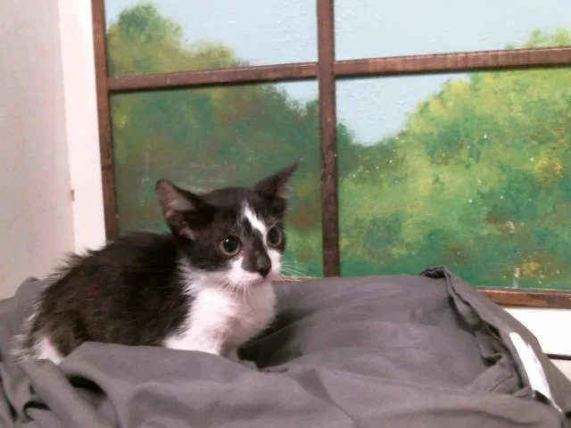 A baby small-sized female Domestic Short Hair cat named Sprite for adoption in Houston, TX