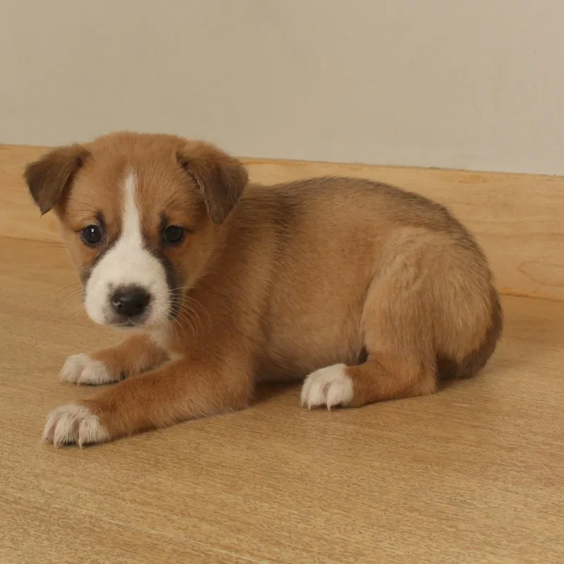 A baby medium-sized female Brown / Chocolate Pit Bull Terrier dog named Zombie D for adoption in Minnetonka, MN