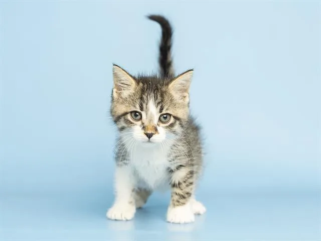 A baby small-sized male Domestic Short Hair cat named Mario for adoption in Phoenix, AZ