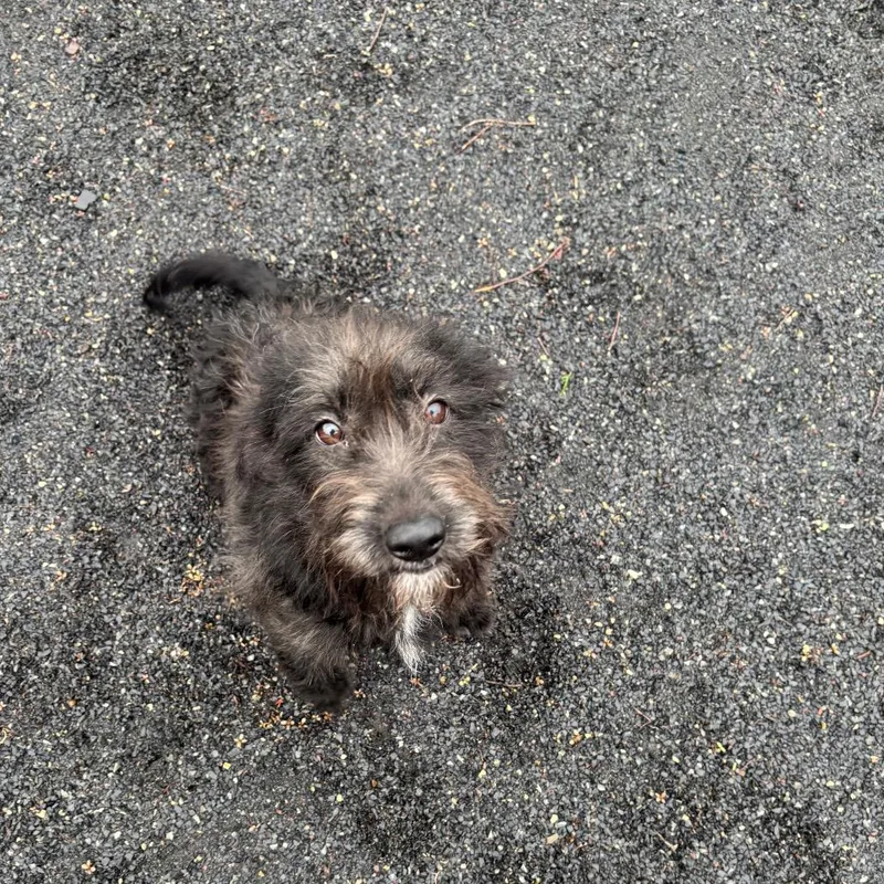 A baby small-sized female Terrier dog named Cammi for adoption in Quakertown, PA