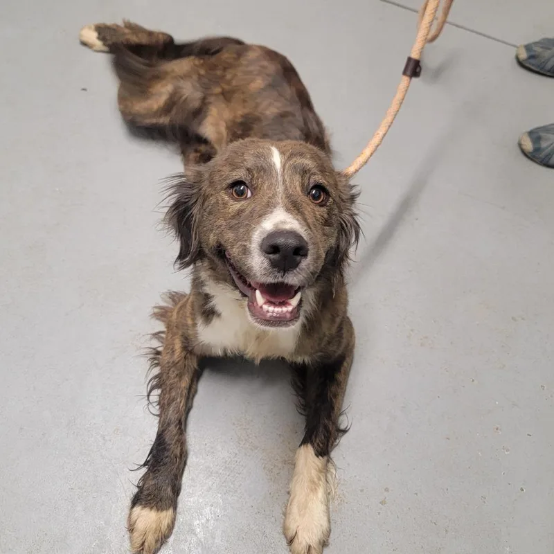 An adult small-sized female Brown / Chocolate Mixed Breed dog named Lucy for adoption in Troy, IL
