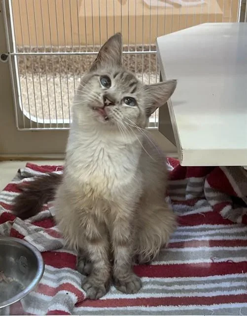 An adult small-sized female Domestic Long Hair cat named Gia for adoption in Blythe, CA