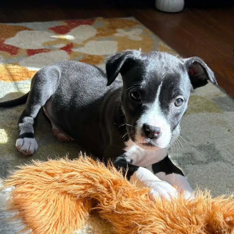 Goldfish thumbnail 2