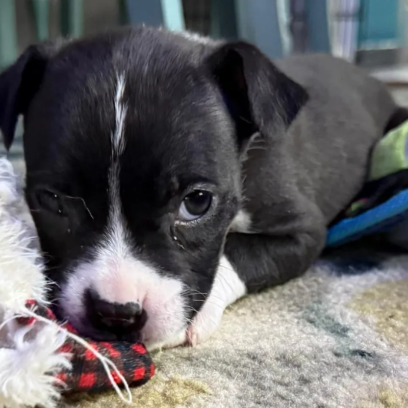 Goldfish thumbnail 3