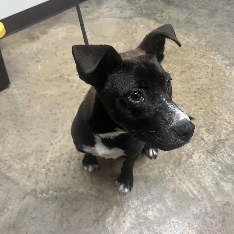 A young medium-sized male Black Mixed Breed dog named Pup AC for adoption in Pomeroy, OH
