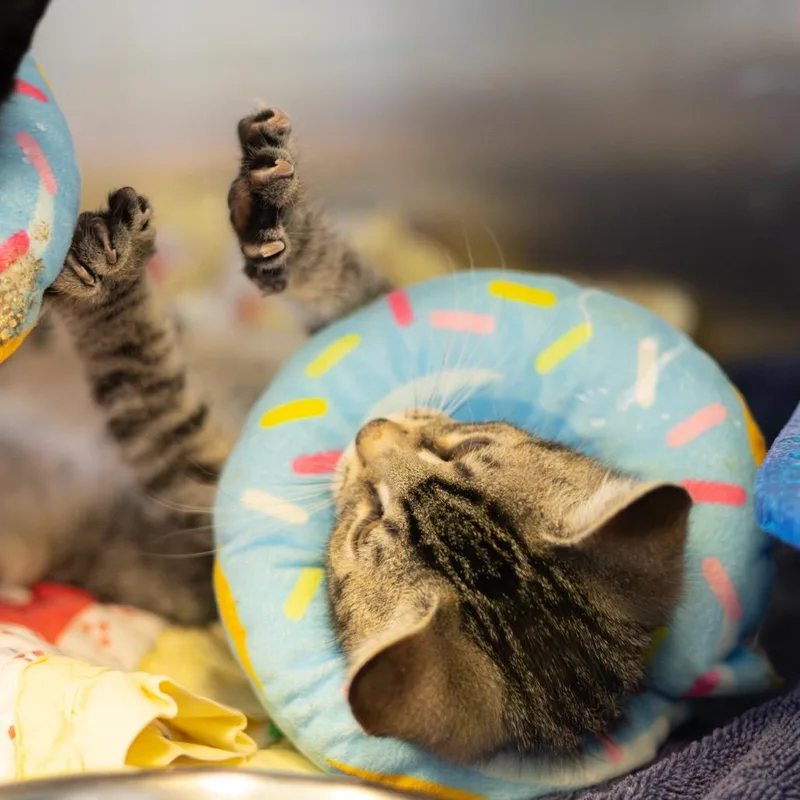 A baby small-sized male Brown / Chocolate Domestic Short Hair cat named Frodo for adoption in Newark, DE
