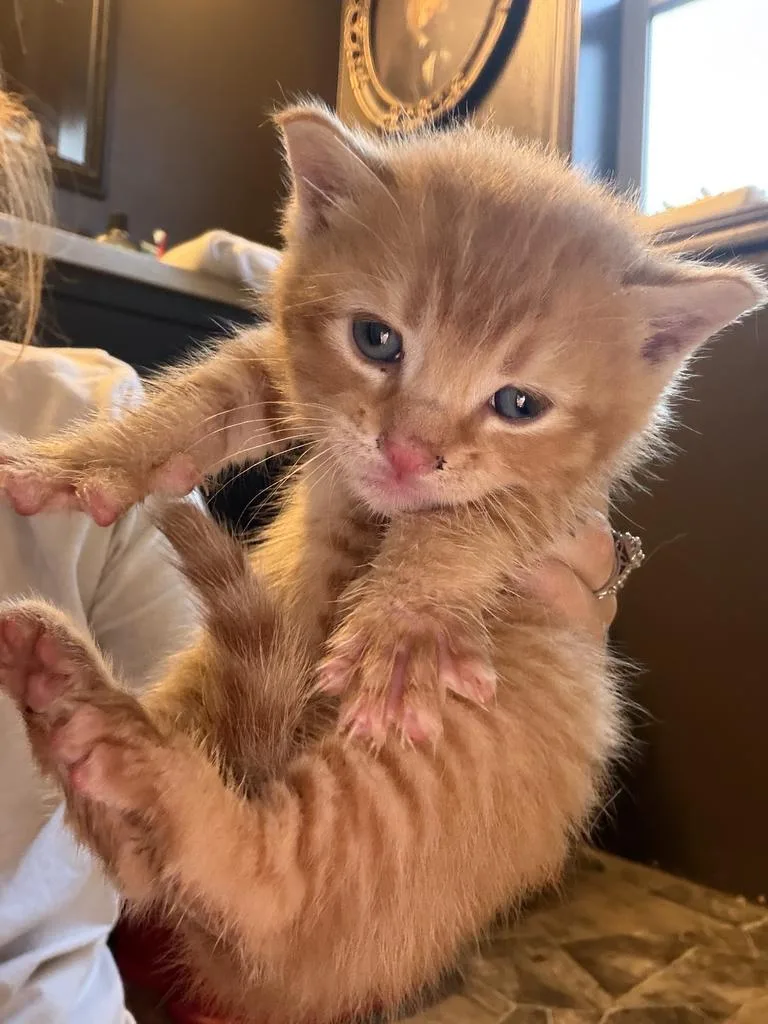 A baby medium-sized male Domestic Short Hair cat named Gizmo for adoption in Cloquet, MN