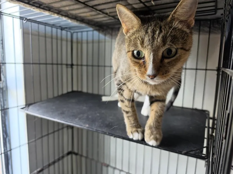 An adult medium-sized female Domestic Short Hair cat named Paige for adoption in Bossier City, LA