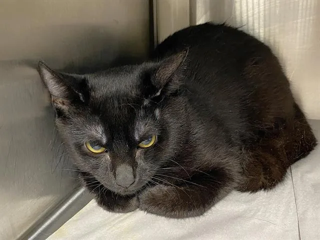 A young small-sized male Domestic Short Hair cat named Cosmo for adoption in Charlotte, NC