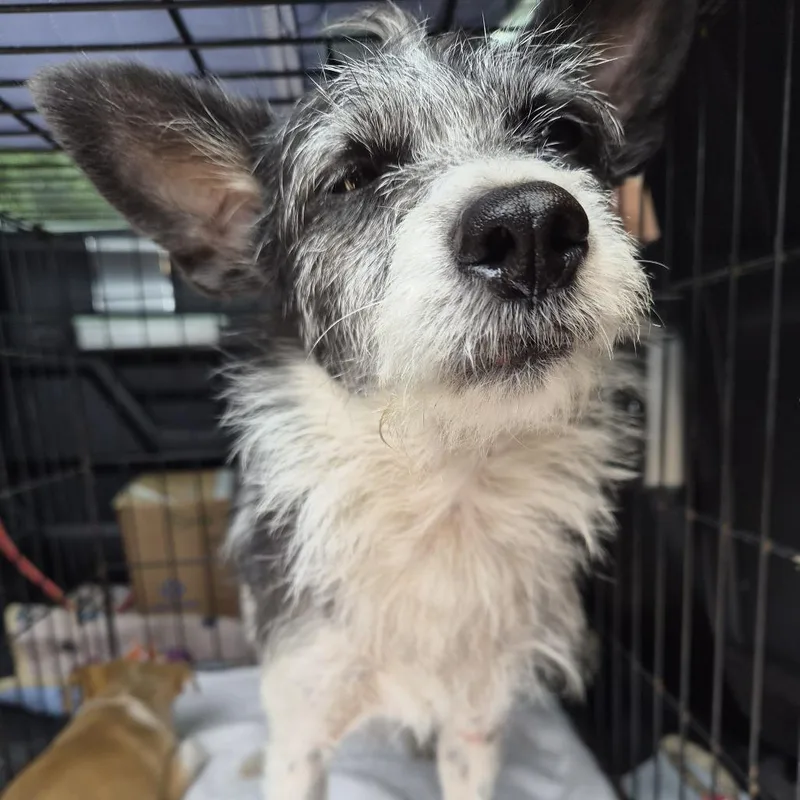 An adult small-sized female White / Cream Terrier dog named Irma for adoption in Floresville, TX