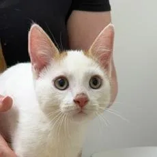 A baby small-sized male Domestic Short Hair cat named Astro for adoption in Chaska, MN