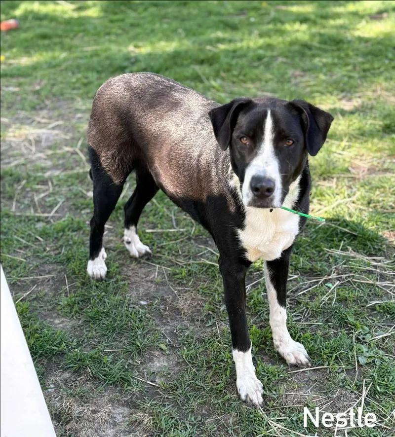 A baby medium-sized male Border Collie dog named Nestle for adoption in sun prairie, WI
