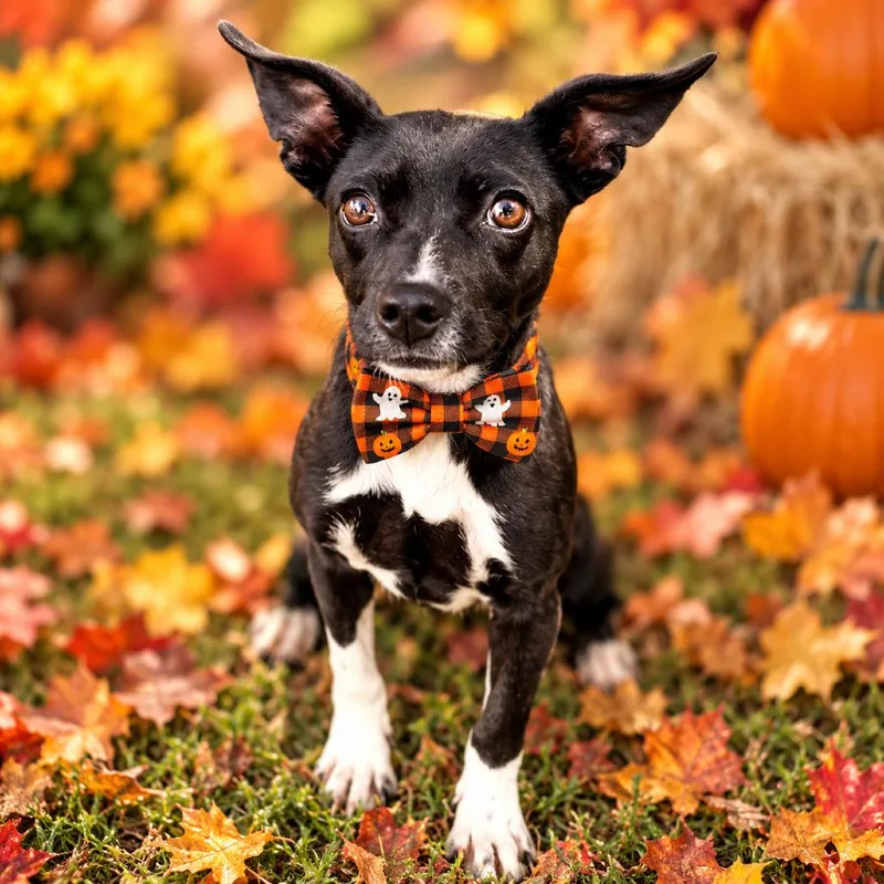 A young small-sized female Black Dachshund dog named Limo for adoption in Binghamton, NY